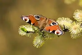 Paon du jourbutinant le nectar d'un chaton mâle.