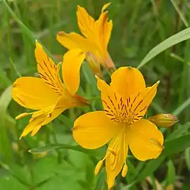 Amancay ou lys des Incas (Alstroemeria auriantaca)