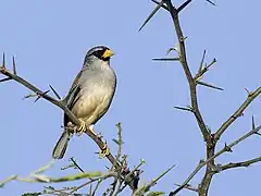 Description de l'image Incaspiza watkinsi - Little Inca-Finch (cropped).jpg.