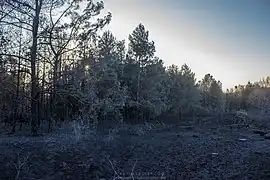 Effets de l'incendie du 19 avril 2015 en lisère de forêt.