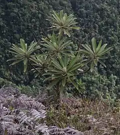 Libanothamnus neriifolius