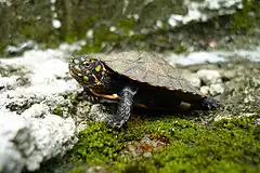 Description de l'image Indian Black Turtle or Indian Pond Terrapin Melanochelys trijuga.jpg.