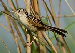Description de l'image Indian Grassbird Wiki Loves Birds Nepal (cropped).jpg.