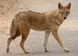 Le Chacal doré (Canis aureus), colonisant spontanément les territoires où le Loup gris (C. lupus) a été éradiqué.