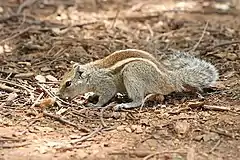 Description de l'image Indian Palm Squirrel Bangalore 2009.jpg.