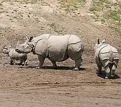 Rhinocéros unicorne de l'Inde.