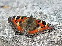 Aglais caschmirensis