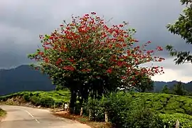 Arbre en fleur, appelé  Indian coral tree, Kérala