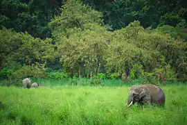 Éléphants au Parc national Jim Corbett.