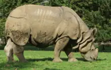 Rhinocéros indien broutant de l'herbe. Cette espèce ne possède qu'une seule corne.