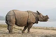Rhinocéros indien vu depuis son flanc droit dans la nature. Il est debout, à côté d'un point d'eau.