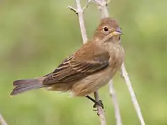 Photographie d'un oiseau brun posé sur une branche