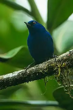 Description de l'image Indigo Flowerpiercer - Colombia S4E9812 (22765133693).jpg.