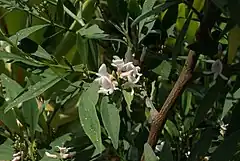 Description de l'image Indigofera ammoxylum flowers 01.JPG.