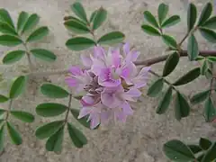 Description de l'image Indigofera sabulicola.jpg.