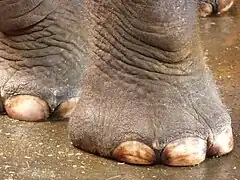 Ongles d'un pied d'éléphant (ici Elephas maximus).