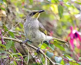 Un Méliphage frangé du jardin botanique de Bali.