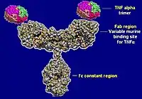 Image illustrative de l’article Infliximab