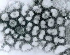 Description de l'image Influenza A - late passage.jpg.