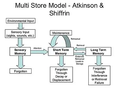 Modèle de traitement de l’information avec mémoire sensorielle, mémoire de travail et mémoire à long terme
