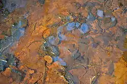 Aspect irisé typique d'un biofilm riche en Infusoires, il s'est ici formé en surface d'une eau ferrugineuse lentique recouvrant un tapis de feuilles mortes (Forêt domaniale de Flines-lès-Mortagne, France) ; 2015-04-01