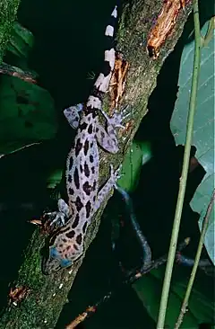Description de l'image Inger's Bow-fingered Gecko (Cyrtodactylus pubisulcus) (14689453005).jpg.