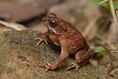 Description de l'image Ingerophrynus parvus, Dwarf toad - Khao Phra - Bang Khram Wildlife Sanctuary (46085331884) by Rushen.jpg.