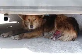 Chien errant blessé en Russie