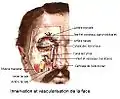 Innervation et vascularisation de la face.