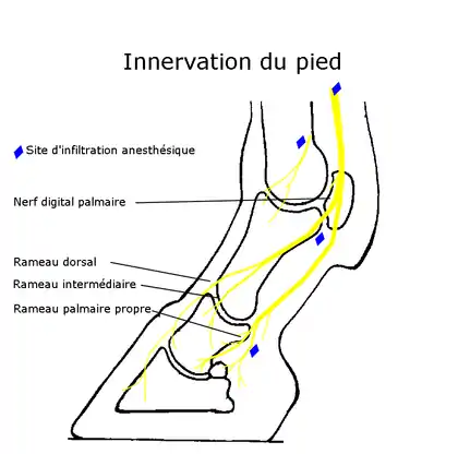 Schéma montrant l'innervation du pied.