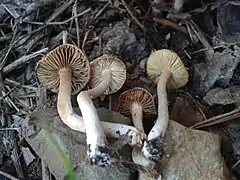 Description de l'image Inocybe griseolilacina 817949.jpg.