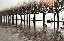 Photographie en couleurs d'une esplanade submergée par une crue ; des cygnes nagent sous les arbres.
