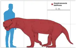 Tableau à l'échelle du plus grand spécimen d'Inostrancevia latifrons comparé à un homme de 1,85 m de haut.