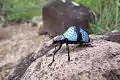 Forme pyramidale de Gibbifer, Costa Rica