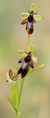 Ophrys mouche