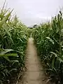 Allée type d'un labyrinthe de maïs.