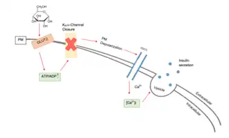 Diagramme du modèle de consensus de la sécrétion d'insuline stimulée par le glucose