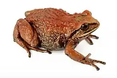 Description de l'image Intac Robber Frog (15254298229).jpg.