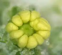 Fleur avant l’anthèse(sans ses sépales);5 grandes anthères jaunes bilobées, au centre : l’ovaire