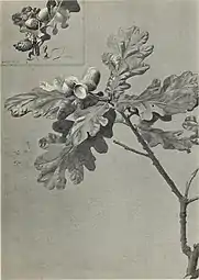 Étude de feuilles et de glands de chêne, illustration pour International Studio an Illustrated Magazine of Fine and Applied Art (1908).