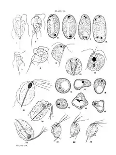 Description de l'image Intestinal protozoa. Wellcome M0013015.jpg.