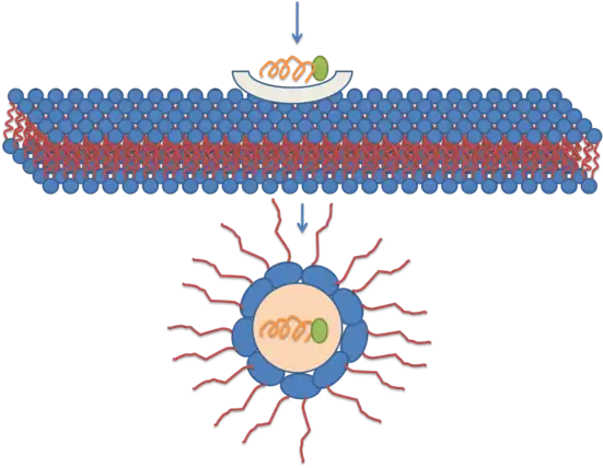 Représentation schématique d'une translocation transmembranaire par micelle inversée.