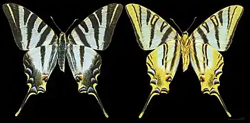 Iphiclides feisthamelii