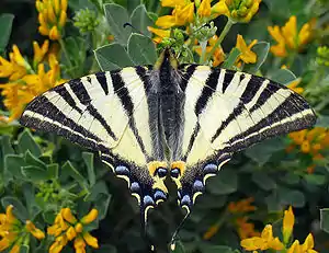 Iphiclides podalirius (Lepidoptera)