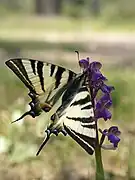 Photographie en couleurs d'un papillon aux ailes blanches à bandes noires butinant une orchidée.
