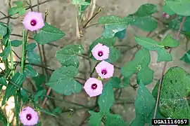 Ipomoea ×leucantha.