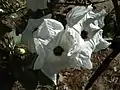 Fleurs de Ipomoea arborescens à "Monte Alban" au MEXIQUE (Oaxaca)