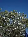 Detail de Ipomoea arborescens à "Monte Alban" au MEXIQUE (Oaxaca)