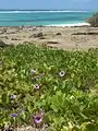 Tapis d'Ipomoea pes-caprae (Rodrigues, Maurice).