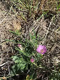 Description de l'image Ipomoea plummerae imported from iNaturalist photo 24634812 on 28 March 2020.jpg.